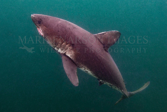 A salmon shark hunts the cold waters of Prince William Sound, Alaska