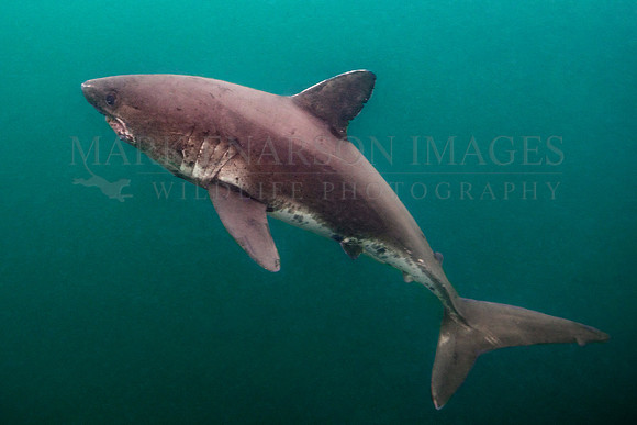 A salmon shark hunts the cold waters of Prince William Sound, Alaska