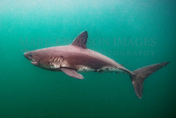 A salmon shark hunts the cold waters of Prince William Sound, Alaska
