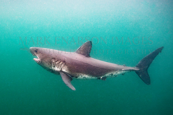 A salmon shark hunts the cold waters of Prince William Sound, Alaska