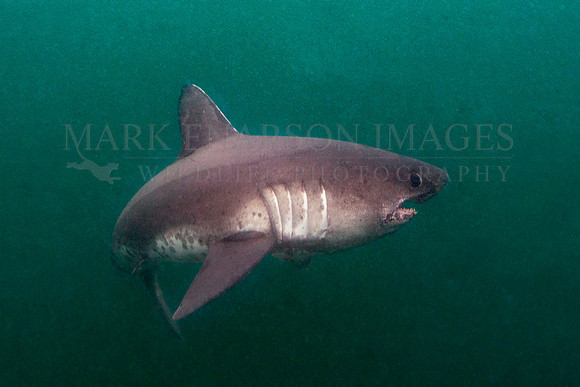 A salmon shark hunts the cold waters of Prince William Sound, Alaska