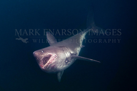 A salmon shark ascends out of the darkness, at Prince William Sound, Alaska