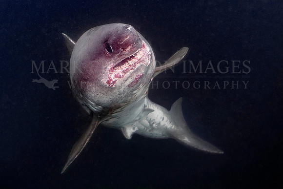A salmon shark ascends out of the darkness, at Prince William Sound, Alaska