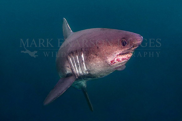 A salmon shark hunts the cold waters of Prince William Sound, Alaska
