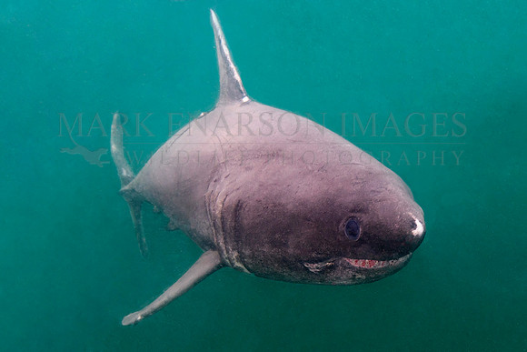 A salmon shark hunts the cold waters of Prince William Sound, Alaska