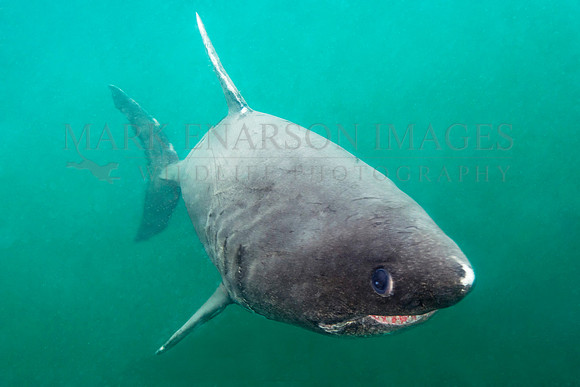 A salmon shark approaches through the gloom at Prince William Sound, Alaska
