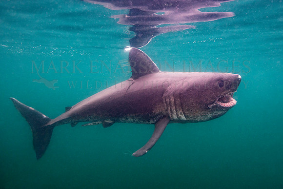 A salmon shark hunts the cold waters of Prince William Sound, Alaska