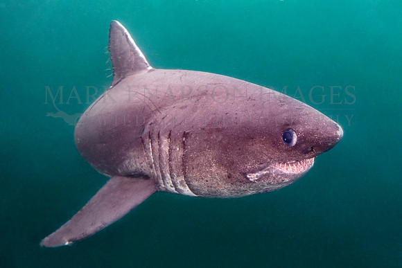 A salmon shark hunts the cold waters of Prince William Sound, Alaska
