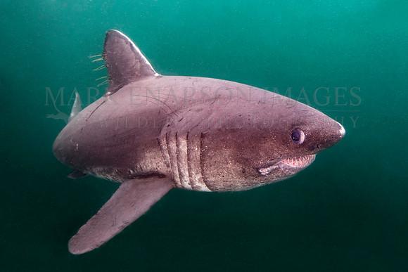 A salmon shark hunts the cold waters of Prince William Sound, Alaska