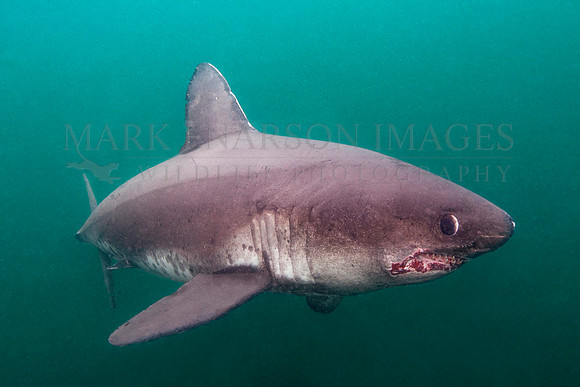 A salmon shark hunts the cold waters of Prince William Sound, Alaska