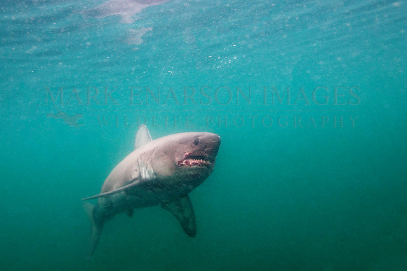 A salmon shark hunts the cold waters of Prince William Sound, Alaska