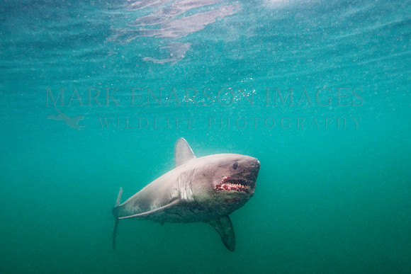 A salmon shark hunts the cold waters of Prince William Sound, Alaska