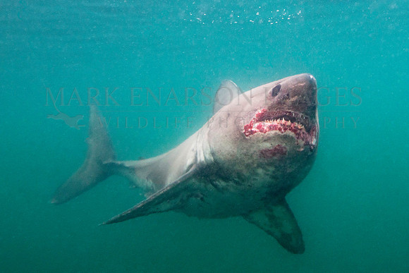 A salmon shark hunts the cold waters of Prince William Sound, Alaska