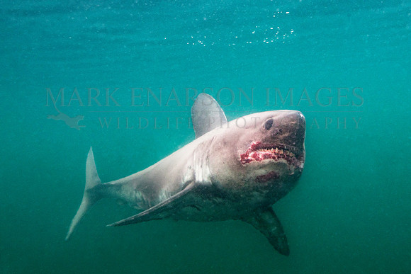 A salmon shark hunts the cold waters of Prince William Sound, Alaska