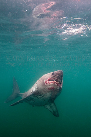 A salmon shark hunts the cold waters of Prince William Sound, Alaska