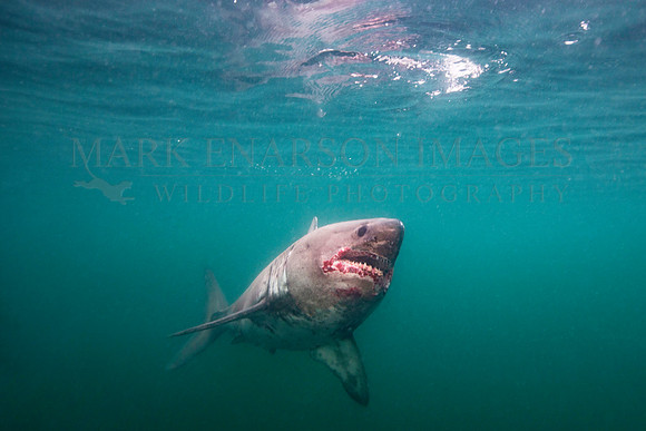 A salmon shark hunts the cold waters of Prince William Sound, Alaska