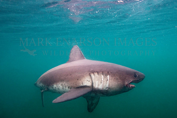 A salmon shark hunts the cold waters of Prince William Sound, Alaska