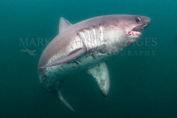 A salmon shark hunts the cold waters of Prince William Sound, Alaska