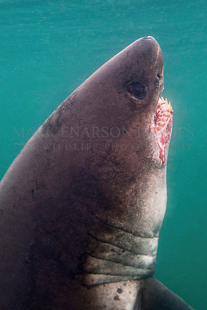 A salmon shark hunts the cold waters of Prince William Sound, Alaska