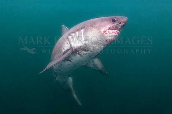 A salmon shark hunts the cold waters of Prince William Sound, Alaska