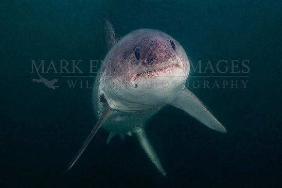 A salmon shark rises out of the frigid depths of Prince William Sound, Alaska