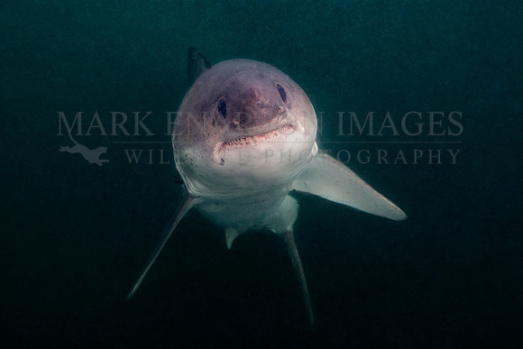 A salmon shark rises out of the frigid depths of Prince William Sound, Alaska