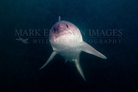 A salmon shark rises out of the frigid depths of Prince William Sound, Alaska