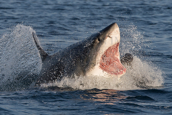 A white shark attacks a Cape fur seal at Seal Island, South Africa
