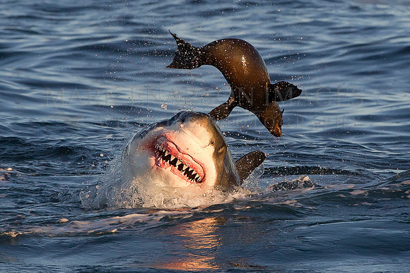 A white shark attacks a Cape fur seal at Seal Island, South Africa