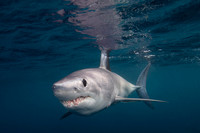 A mako shark in the pelagic water beyond Cape Point, South Africa