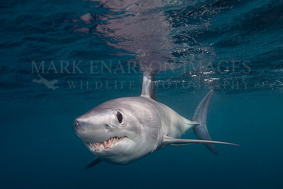 A mako shark in the pelagic water beyond Cape Point, South Africa