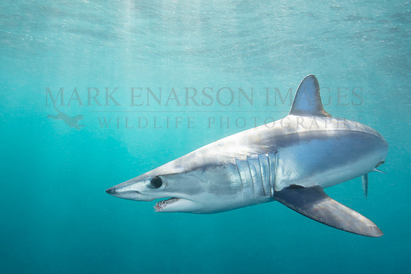 A mako shark in the pelagic water beyond Cape Point, South Africa