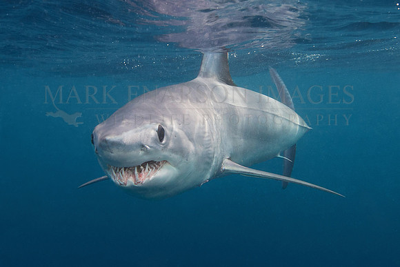 A mako shark in the pelagic water beyond Cape Point, South Africa
