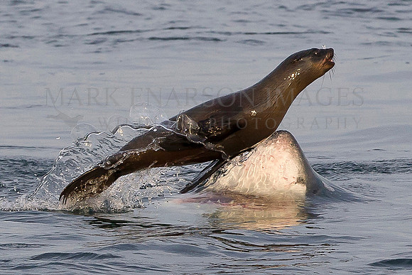 A Cape fur seal leaps to avoid an onrushing white shark at Seal Island, South Africa
