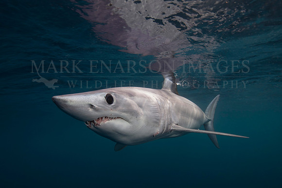 A mako shark in the pelagic water beyond Cape Point, South Africa