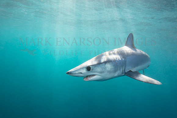 A mako shark in the pelagic water beyond Cape Point, South Africa