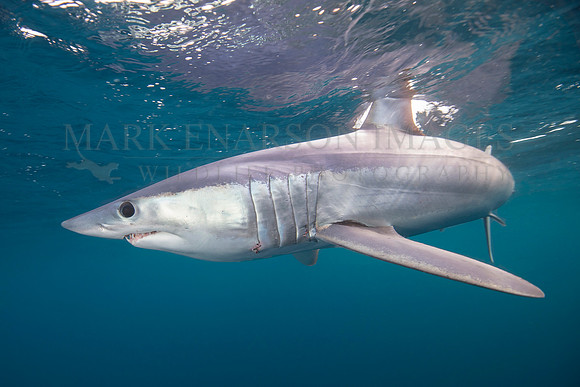 A mako shark in the pelagic water beyond Cape Point, South Africa
