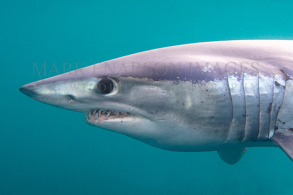 A mako shark in the pelagic water beyond Cape Point, South Africa