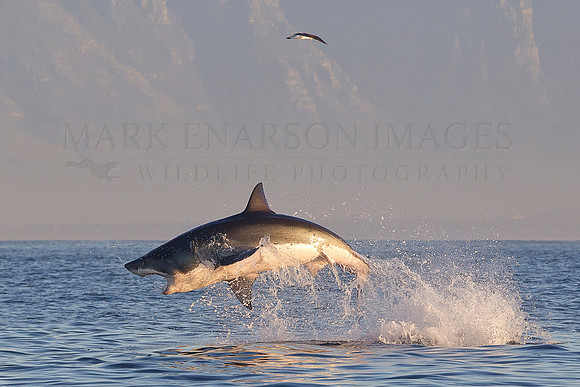 White shark attacking a Cape fur seal at Seal Island, South Africa