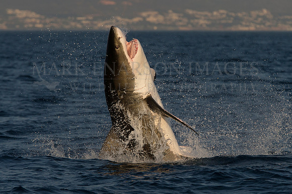 White shark attacking a Cape fur seal at Seal Island, South Africa