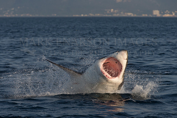 White shark attacking a Cape fur seal at Seal Island, South Africa