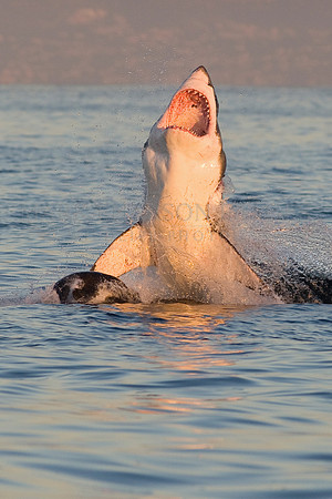 White shark attacking a Cape fur seal at Seal Island, South Africa