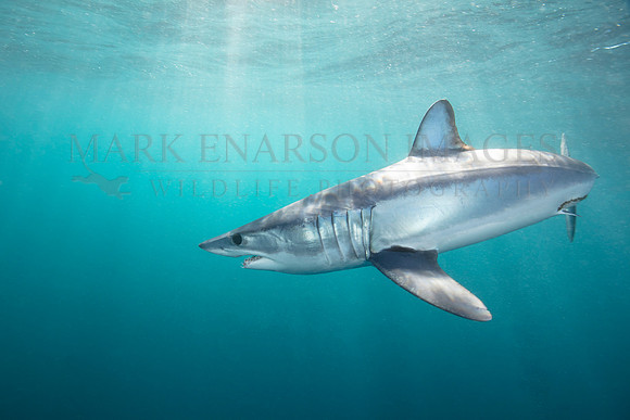 A mako shark in the pelagic water beyond Cape Point, South Africa