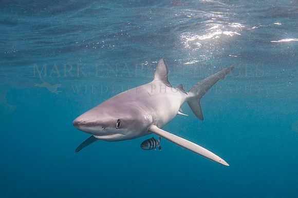 A blue shark hunts off of Cape Point, South Africa