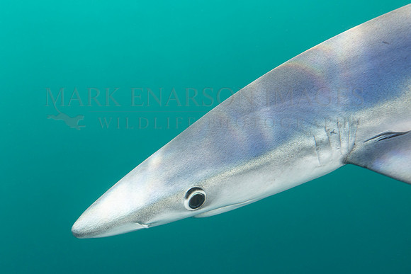 A blue shark hunts off of Cape Point, South Africa