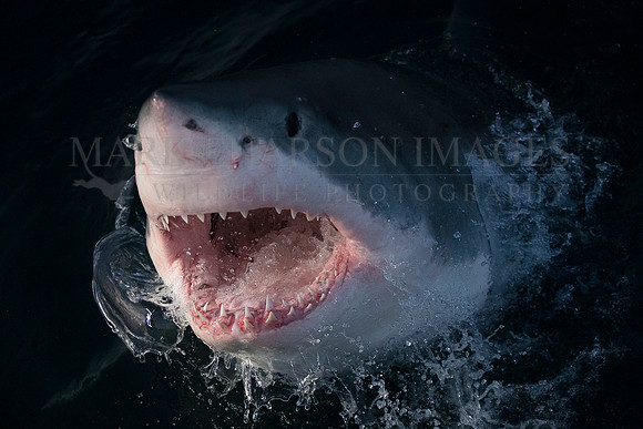 A white shark surges from the dark water at sunset off Seal Island, South Africa