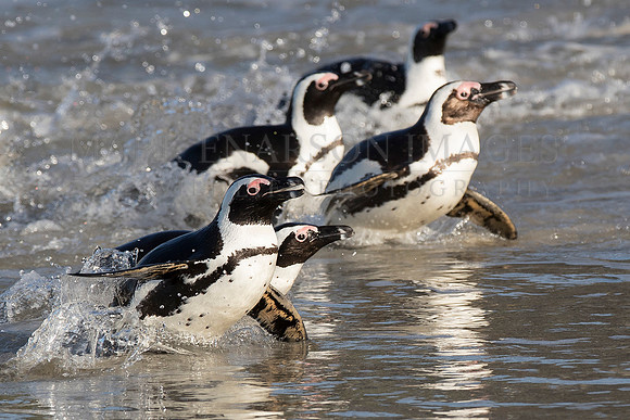 A group of African penguins returns to the beach after a day of feeding at sea