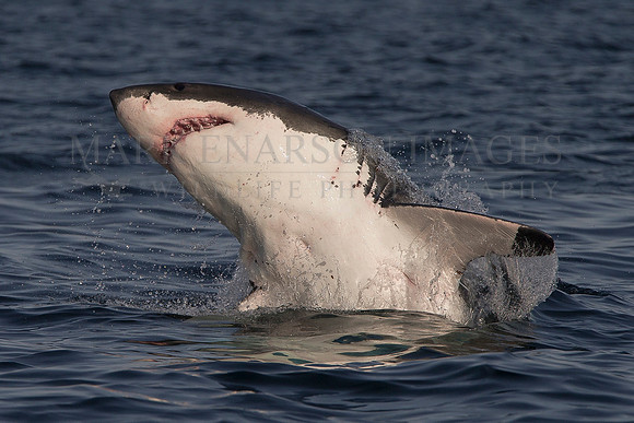 White shark attacking a Cape fur seal at Seal Island, South Africa