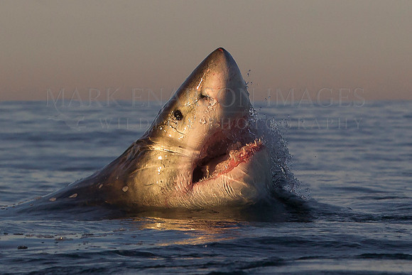 A white shark surges from the water in the early morning off Seal Island, South Africa