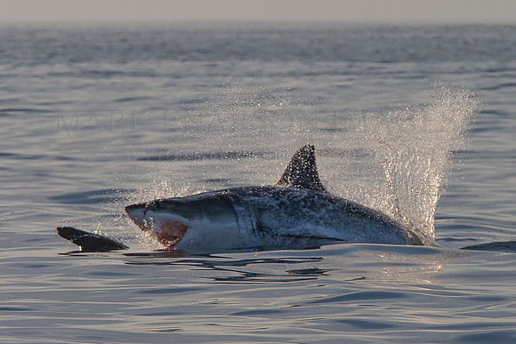 A white shark chases a Cape fur seal pup off Seal Island, South Africa
